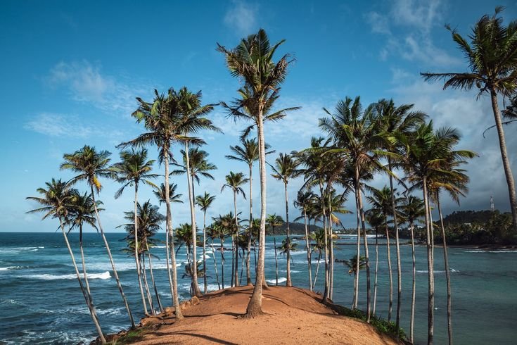 Mirissa: Whales, Surf & Beach Life