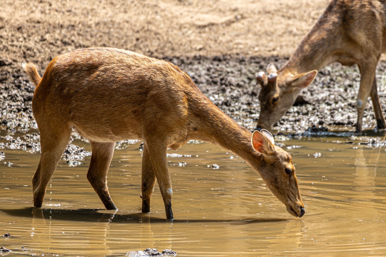 Yala National Park: Leopard Safari Adventure photo 2