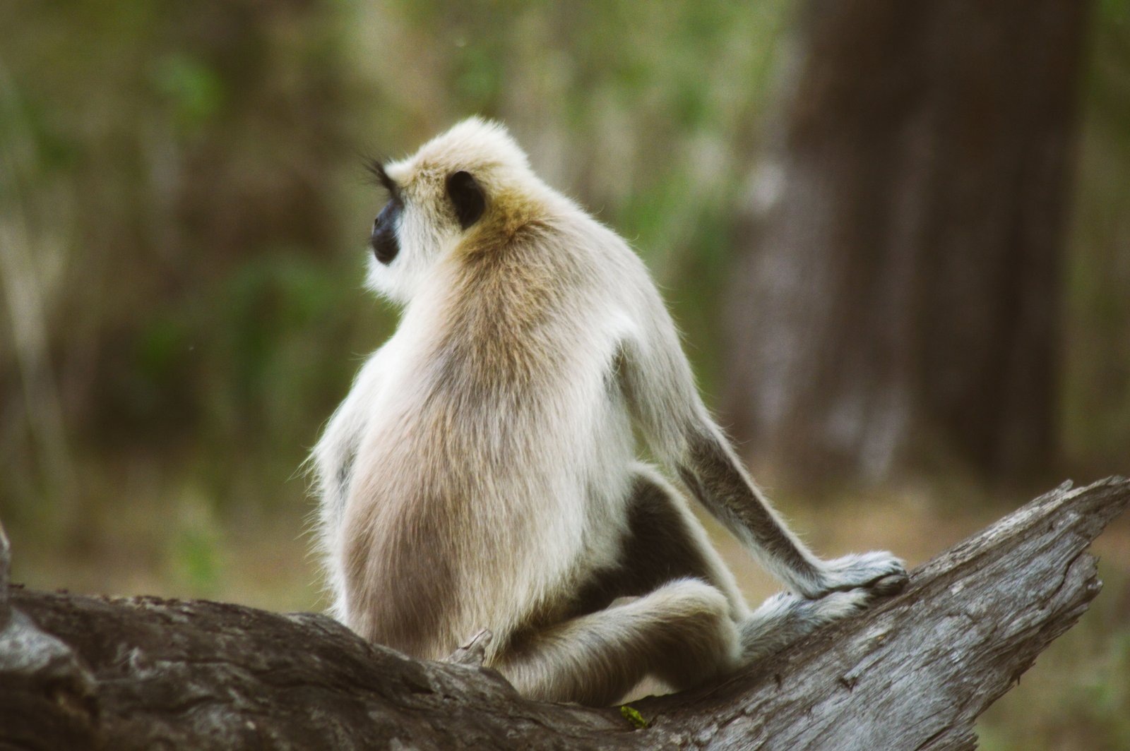 Yala National Park: Leopard Safari Adventure photo 1