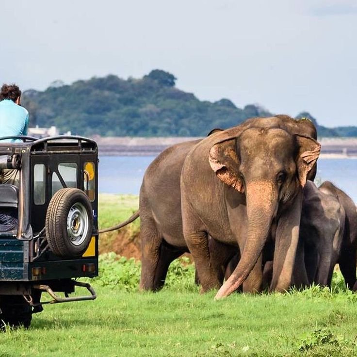 Yala National Park: Leopard Safari Adventure