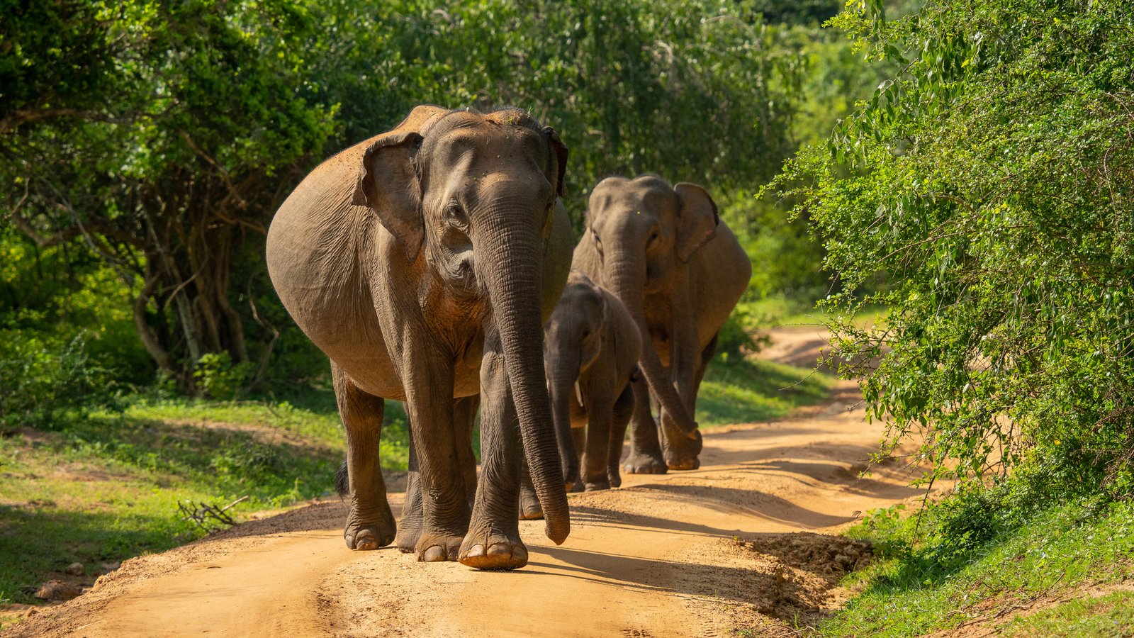 Yala National Park: Leopard Safari Adventure